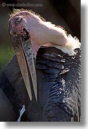 animals, birds, california, marabou, san francisco, stork, vertical, west coast, western usa, zoo, photograph