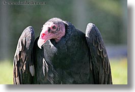 animals, birds, california, horizontal, san francisco, vulture, west coast, western usa, zoo, photograph