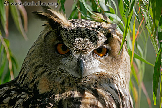 long-eared-owl-3.jpg