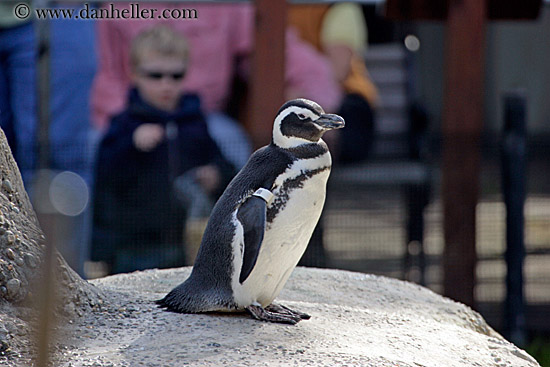 penguins-1.jpg