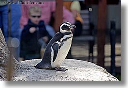 animals, birds, california, horizontal, penguins, san francisco, west coast, western usa, zoo, photograph