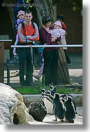 animals, birds, california, families, penguins, san francisco, vertical, west coast, western usa, zoo, photograph