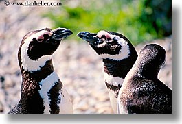 animals, birds, california, horizontal, penguins, san francisco, west coast, western usa, zoo, photograph