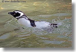 animals, birds, california, horizontal, penguins, san francisco, west coast, western usa, zoo, photograph