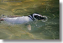 animals, birds, california, horizontal, penguins, san francisco, west coast, western usa, zoo, photograph