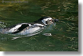 animals, birds, california, horizontal, penguins, san francisco, west coast, western usa, zoo, photograph