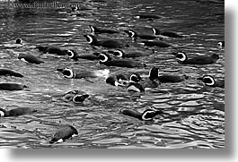 animals, birds, black and white, california, horizontal, penguins, san francisco, west coast, western usa, zoo, photograph