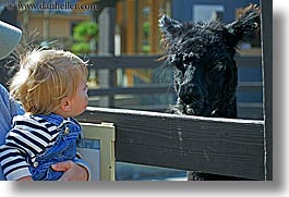 images/California/SanFrancisco/Zoo/ChildrensZoo/black-llama-1.jpg