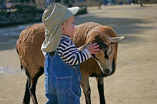 jack-n-brown-sheep-1.jpg