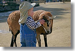 images/California/SanFrancisco/Zoo/ChildrensZoo/jack-n-brown-sheep-1.jpg