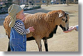 images/California/SanFrancisco/Zoo/ChildrensZoo/jack-n-brown-sheep-2.jpg