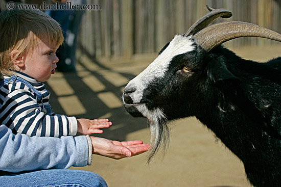 jack-n-goat-2.jpg