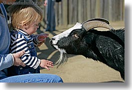 images/California/SanFrancisco/Zoo/ChildrensZoo/jack-n-goat-3.jpg