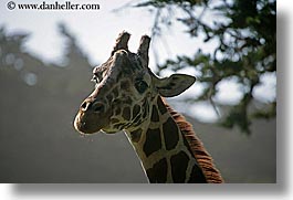 animals, california, giraffes, horizontal, san francisco, west coast, western usa, zoo, photograph