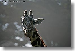 animals, california, giraffes, horizontal, san francisco, west coast, western usa, zoo, photograph