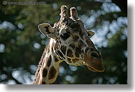 animals, california, giraffes, horizontal, san francisco, west coast, western usa, zoo, photograph