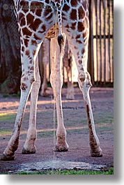 animals, california, giraffes, san francisco, vertical, west coast, western usa, zoo, photograph