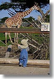 images/California/SanFrancisco/Zoo/Giraffe/giraffe-10.jpg