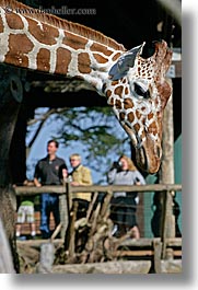 animals, california, giraffes, people, san francisco, vertical, west coast, western usa, zoo, photograph