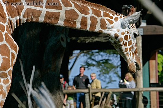 Giraffe (14)