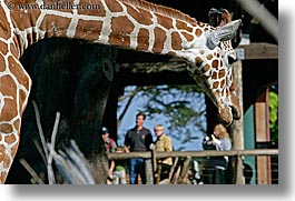 animals, california, giraffes, horizontal, people, san francisco, west coast, western usa, zoo, photograph