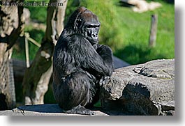 animals, california, gorilla, horizontal, lowland, primates, san francisco, west coast, western usa, zoo, photograph