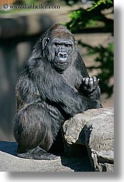 animals, california, gorilla, lowland, primates, san francisco, vertical, west coast, western usa, zoo, photograph