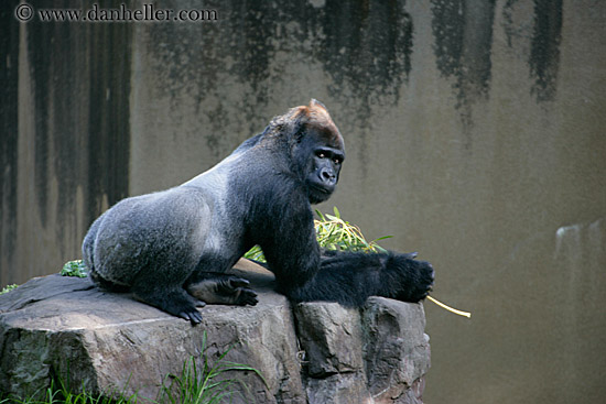 lowland-gorilla-03.jpg