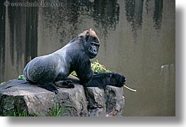 animals, california, gorilla, horizontal, lowland, primates, san francisco, west coast, western usa, zoo, photograph