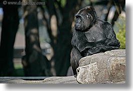 animals, california, gorilla, horizontal, lowland, primates, san francisco, west coast, western usa, zoo, photograph