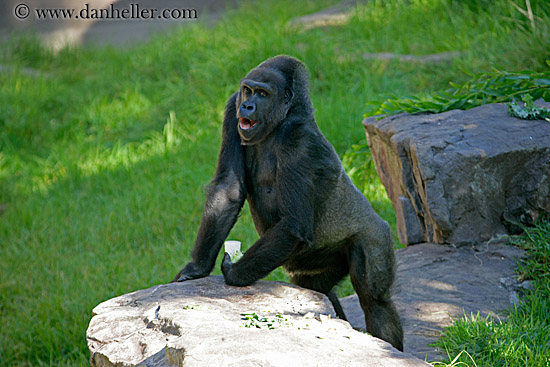 lowland-gorilla-05.jpg