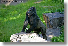 animals, california, gorilla, horizontal, lowland, primates, san francisco, west coast, western usa, zoo, photograph