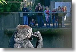 animals, california, gorilla, horizontal, lowland, primates, san francisco, west coast, western usa, zoo, photograph