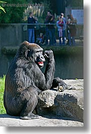 animals, california, gorilla, lowland, primates, san francisco, vertical, west coast, western usa, zoo, photograph