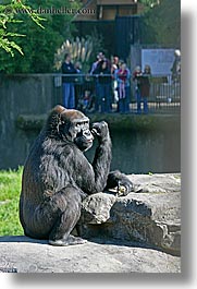 animals, california, gorilla, lowland, primates, san francisco, vertical, west coast, western usa, zoo, photograph