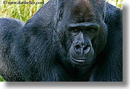 animals, california, gorilla, horizontal, lowland, primates, san francisco, west coast, western usa, zoo, photograph