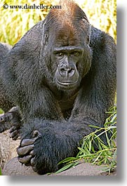 animals, california, gorilla, lowland, primates, san francisco, vertical, west coast, western usa, zoo, photograph