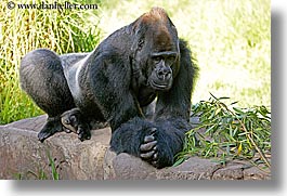 animals, california, gorilla, horizontal, lowland, primates, san francisco, west coast, western usa, zoo, photograph