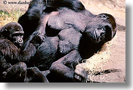 animals, babies, california, gorilla, horizontal, lowland, primates, san francisco, west coast, western usa, zoo, photograph