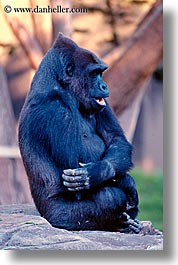 animals, california, gorilla, lowland, primates, san francisco, vertical, west coast, western usa, zoo, photograph