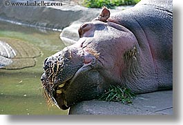 animals, california, hippopotamus, horizontal, san francisco, west coast, western usa, zoo, photograph