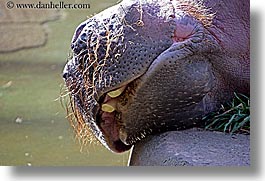 animals, california, hippopotamus, horizontal, san francisco, west coast, western usa, zoo, photograph