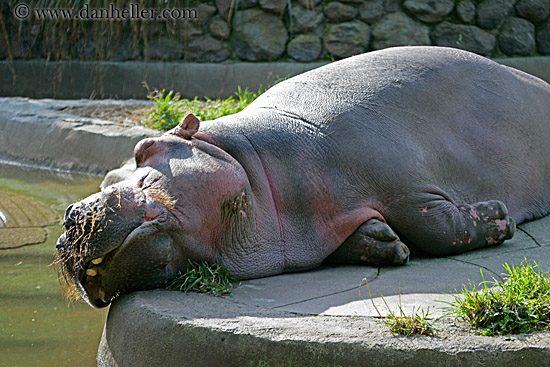 hippopotamus-03.jpg