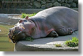 animals, california, hippopotamus, horizontal, san francisco, west coast, western usa, zoo, photograph