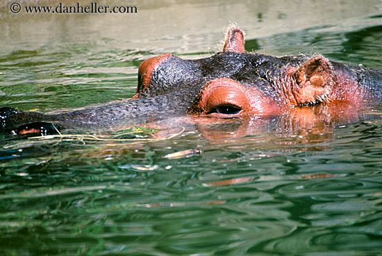 hippopotamus-04.jpg