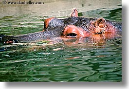 animals, california, hippopotamus, horizontal, san francisco, west coast, western usa, zoo, photograph