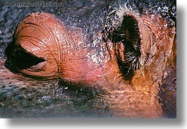 animals, california, hippopotamus, horizontal, san francisco, west coast, western usa, zoo, photograph