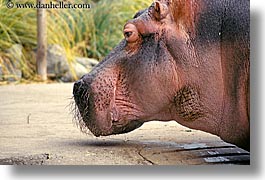 animals, california, hippopotamus, horizontal, san francisco, west coast, western usa, zoo, photograph