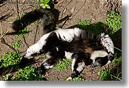 animals, black, california, horizontal, lemurs, ruffed, san francisco, west coast, western usa, white, zoo, photograph