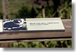 animals, black, california, horizontal, lemurs, ruffed, san francisco, signs, west coast, western usa, white, zoo, photograph